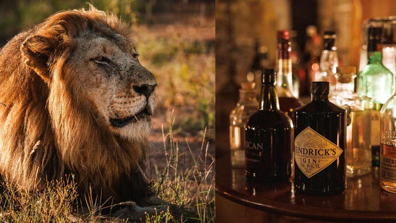 Geiger'S Camp In Timbavati Game Reserve By Newmark Zewnętrze zdjęcie
