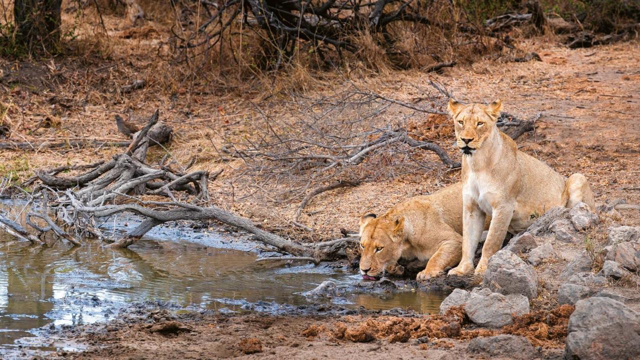 Geiger'S Camp In Timbavati Game Reserve By Newmark Zewnętrze zdjęcie