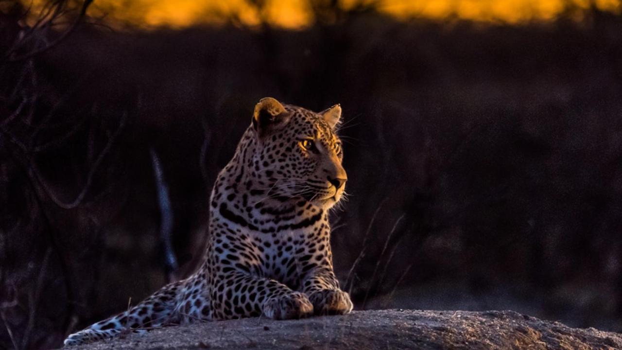 Geiger'S Camp In Timbavati Game Reserve By Newmark Zewnętrze zdjęcie