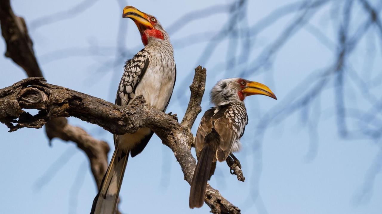 Geiger'S Camp In Timbavati Game Reserve By Newmark Zewnętrze zdjęcie