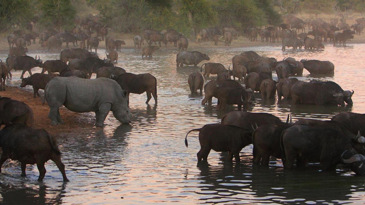 Geiger'S Camp In Timbavati Game Reserve By Newmark Zewnętrze zdjęcie
