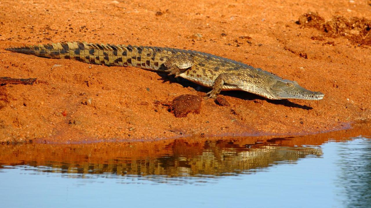 Geiger'S Camp In Timbavati Game Reserve By Newmark Zewnętrze zdjęcie